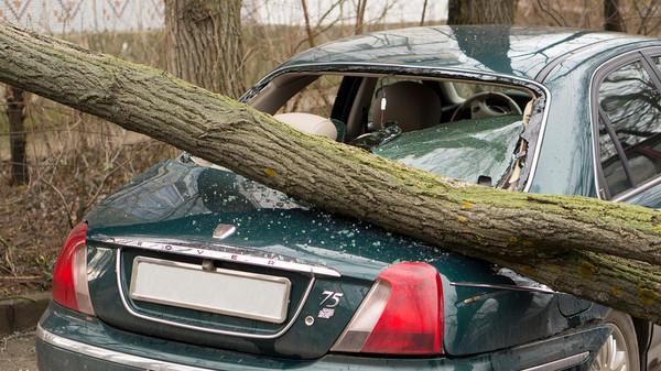 Водителей предупредили о падающих деревьях